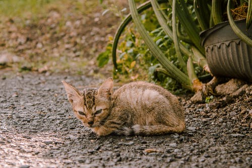虎斑小猫在地面上 · 免费素材图片