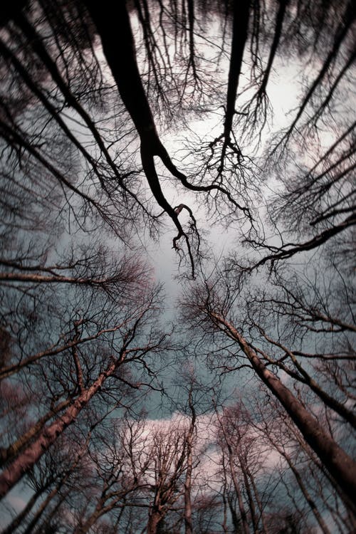 低角度摄影的裸树 · 免费素材图片