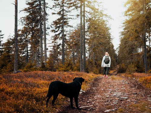 短外套黑狗站在棕色的地面上 · 免费素材图片
