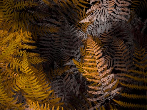 棕蕨植物 · 免费素材图片