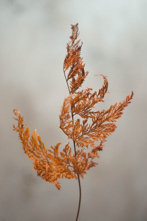 棕叶 · 免费素材图片