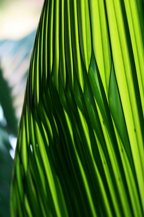 绿色的棕榈叶的微距摄影 · 免费素材图片