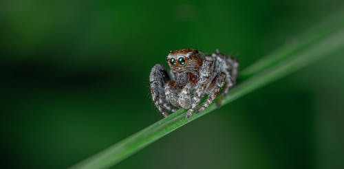 一只蜘蛛的特写镜头 · 免费素材图片