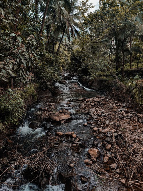 在森林里的小河 · 免费素材图片