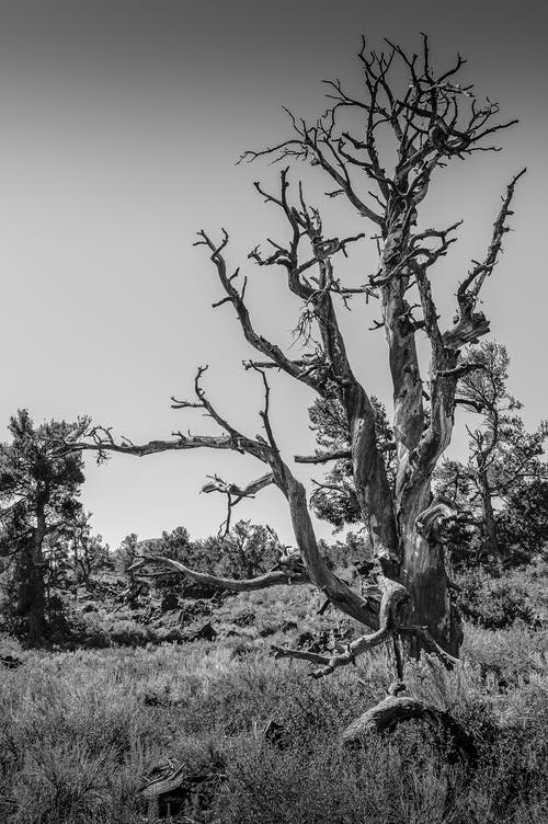 裸树的单色照片 · 免费素材图片