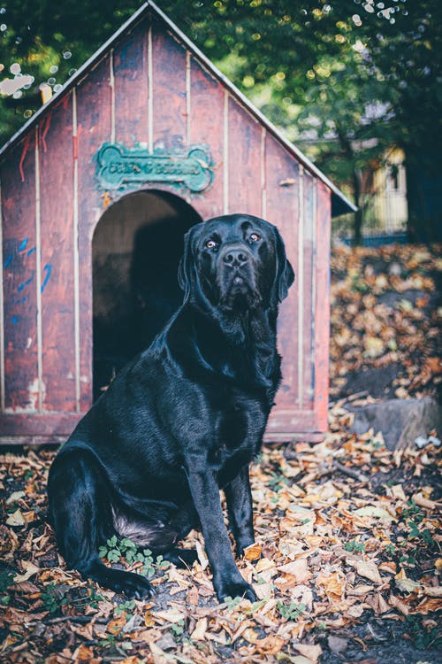 坐在狗屋附近的狗的照片 · 免费素材图片