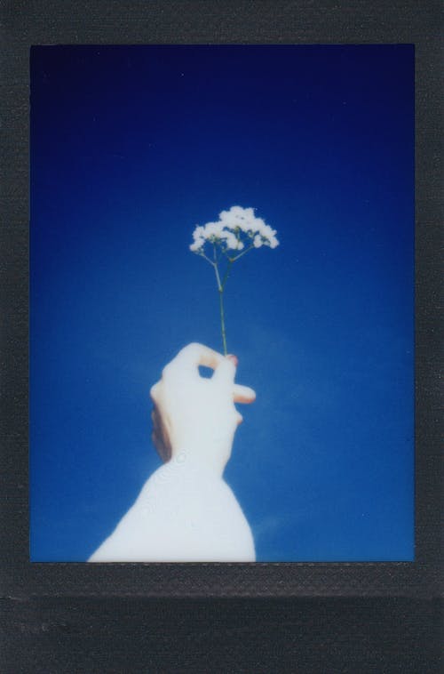 白花 · 免费素材图片