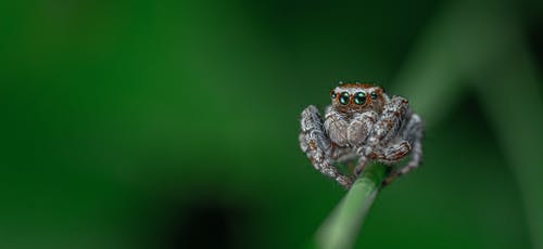 一只蜘蛛的特写镜头 · 免费素材图片