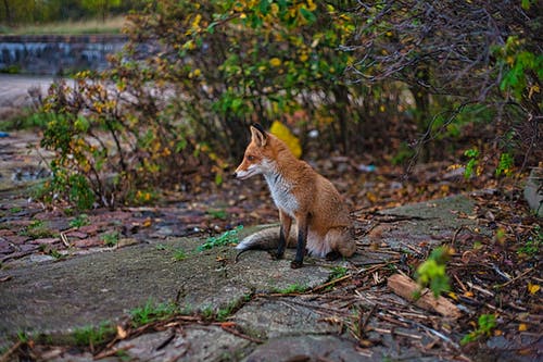 狐狸坐在植物之间的途径 · 免费素材图片