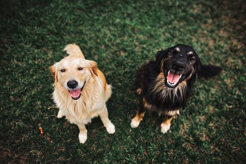 两只长毛的棕色和黑色狗 · 免费素材图片