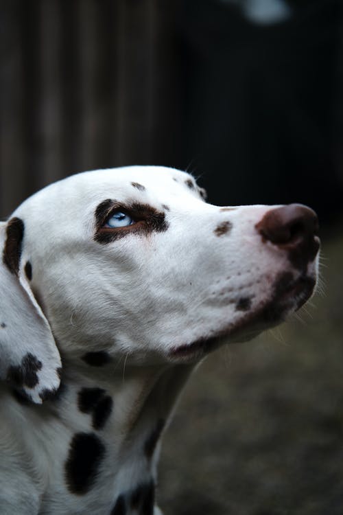 达尔马提亚狗的特写照片 · 免费素材图片