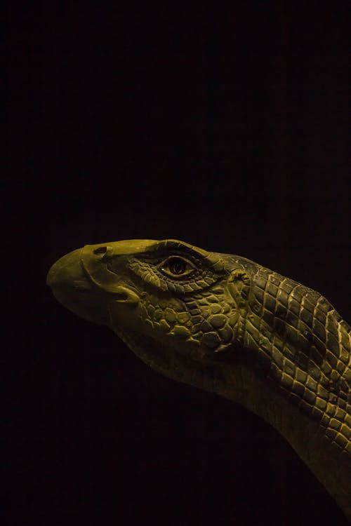 绿色动物图 · 免费素材图片