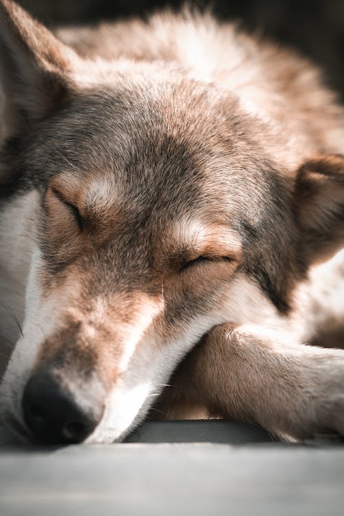 一只狗的特写摄影 · 免费素材图片