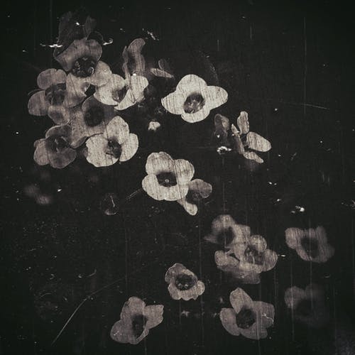 铃铛花簇表面划伤的灰度照片 · 免费素材图片