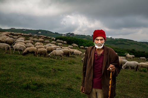 羊群羊的老照片 · 免费素材图片