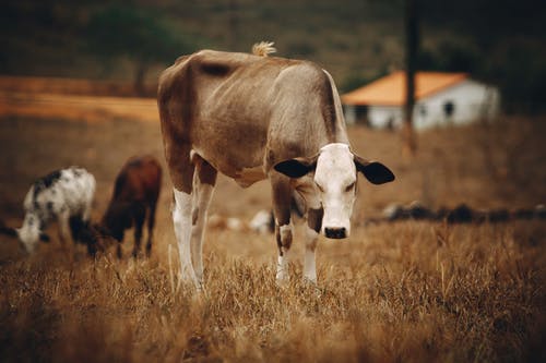 有关哺乳動物, 家畜, 牛的免费素材图片