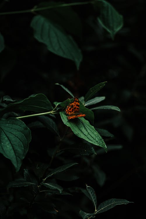 绿叶上的橙色蝴蝶 · 免费素材图片