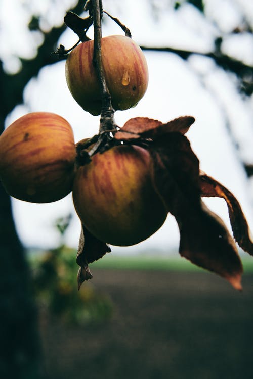 三个红苹果 · 免费素材图片