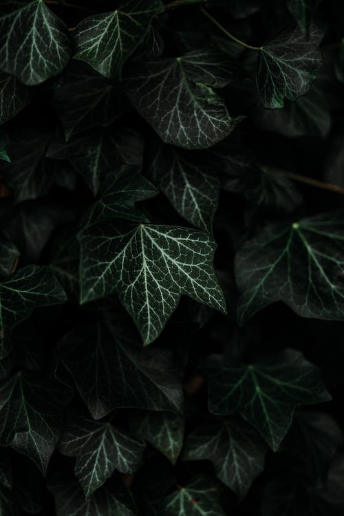 绿色和白色植物 · 免费素材图片