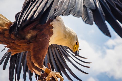 棕色和白色鹰 · 免费素材图片