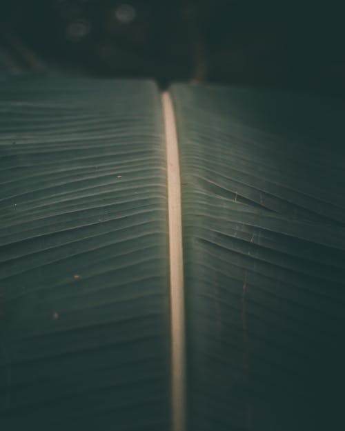 绿香蕉叶 · 免费素材图片