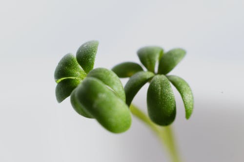 绿叶植物的特写照片 · 免费素材图片