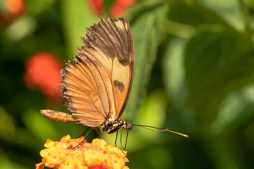 蝴蝶在黄色花朵上的选择性焦点特写照片 · 免费素材图片