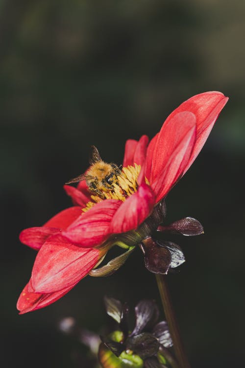 大黄蜂在花上的照片 · 免费素材图片