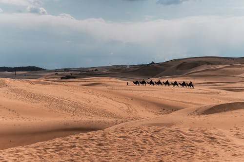 沙漠骆驼 · 免费素材图片