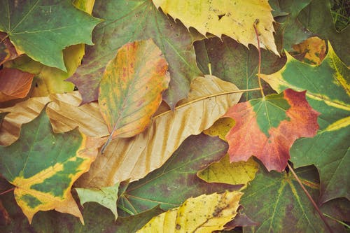 地面上的叶子的特写照片 · 免费素材图片