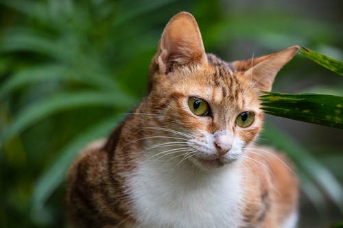 坐在棕色虎斑猫的选择性焦点特写照片 · 免费素材图片