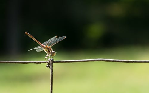 蜻蜓栖息在电线上的特写照片 · 免费素材图片