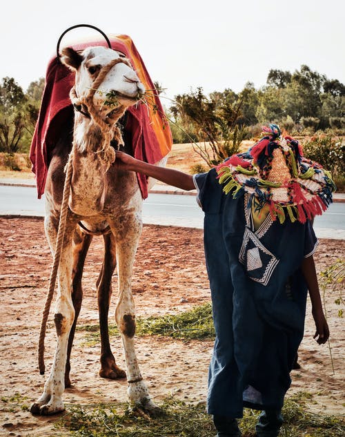 男子持骆驼 · 免费素材图片