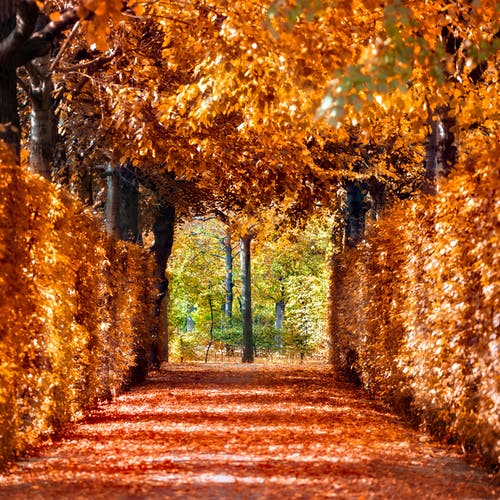 枯萎的叶子充满了通路 · 免费素材图片