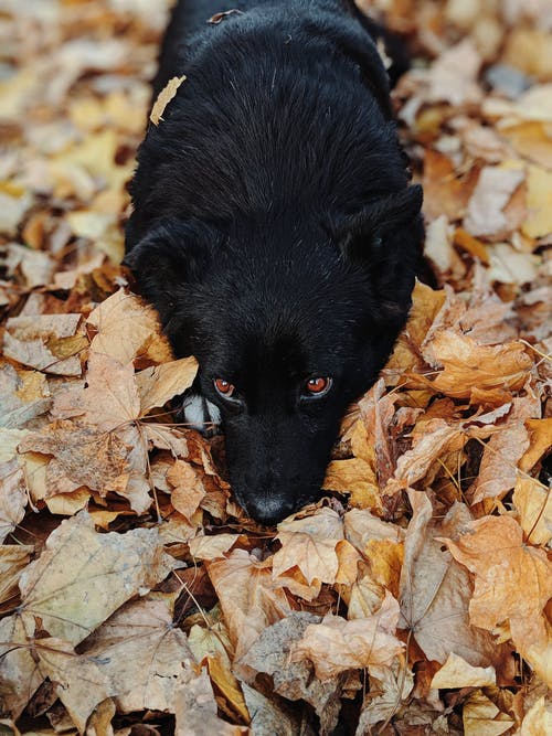 黑schipperke狗休息在干燥的叶子上的特写照片 · 免费素材图片