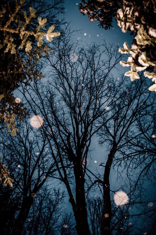 夜晚的树木剪影 · 免费素材图片
