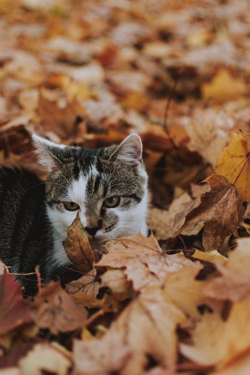 猫坐在叶子上的照片 · 免费素材图片