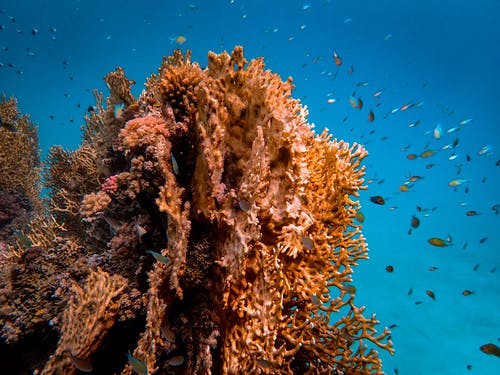棕色珊瑚礁的照片 · 免费素材图片