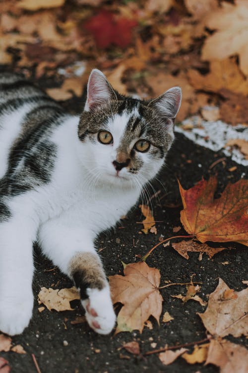 猫躺在叶子上的照片 · 免费素材图片