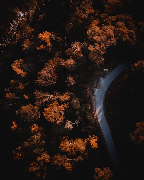 树木环绕的道路的鸟瞰图 · 免费素材图片