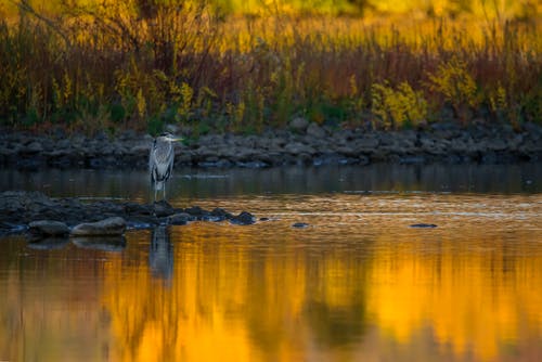 靠近水的地面上的灰鸟 · 免费素材图片