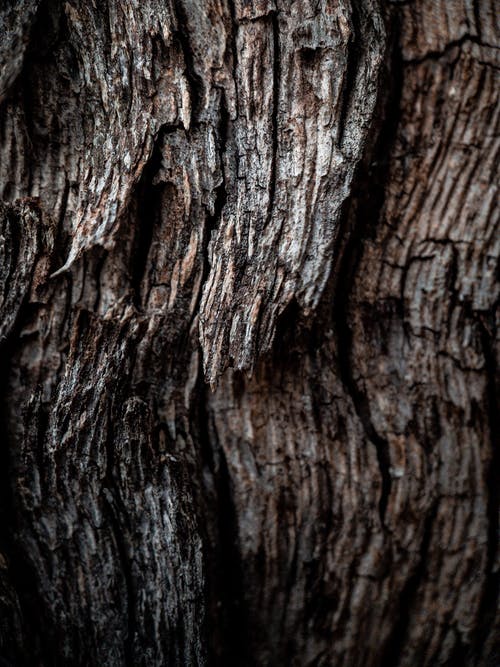 树皮的特写照片 · 免费素材图片