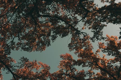 黎明时的树木照片 · 免费素材图片