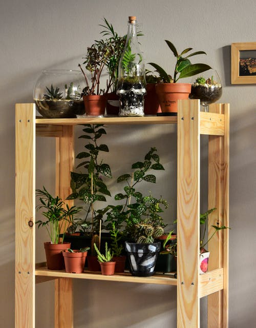 室内植物照片 · 免费素材图片