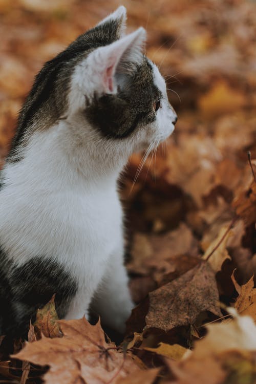 猫的侧视图照片 · 免费素材图片