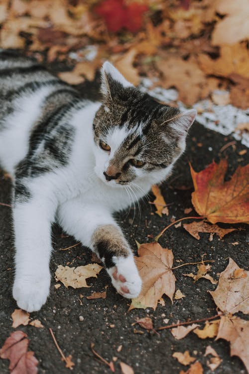 猫躺在叶子上的照片 · 免费素材图片