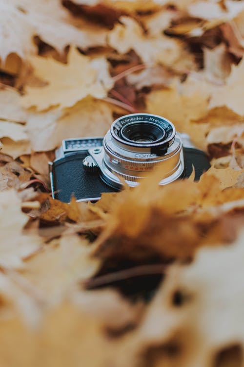老相机在叶子上的照片 · 免费素材图片