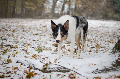狗在雪地上行走的照片 · 免费素材图片