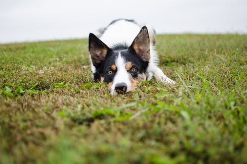 狗躺在草地上的照片 · 免费素材图片