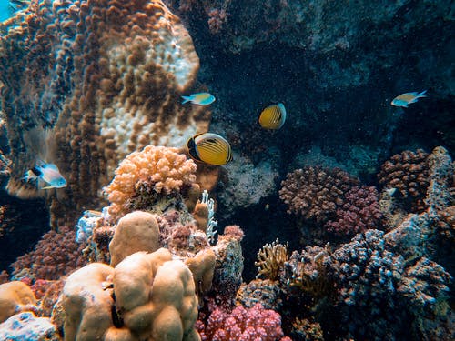 黄色鱼在珊瑚附近的照片 · 免费素材图片